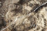 Polished Petrified Wood Round - Arizona #282954-1